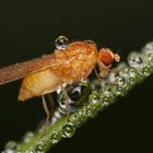 Meiosimyza dans la rosée du matin !!!