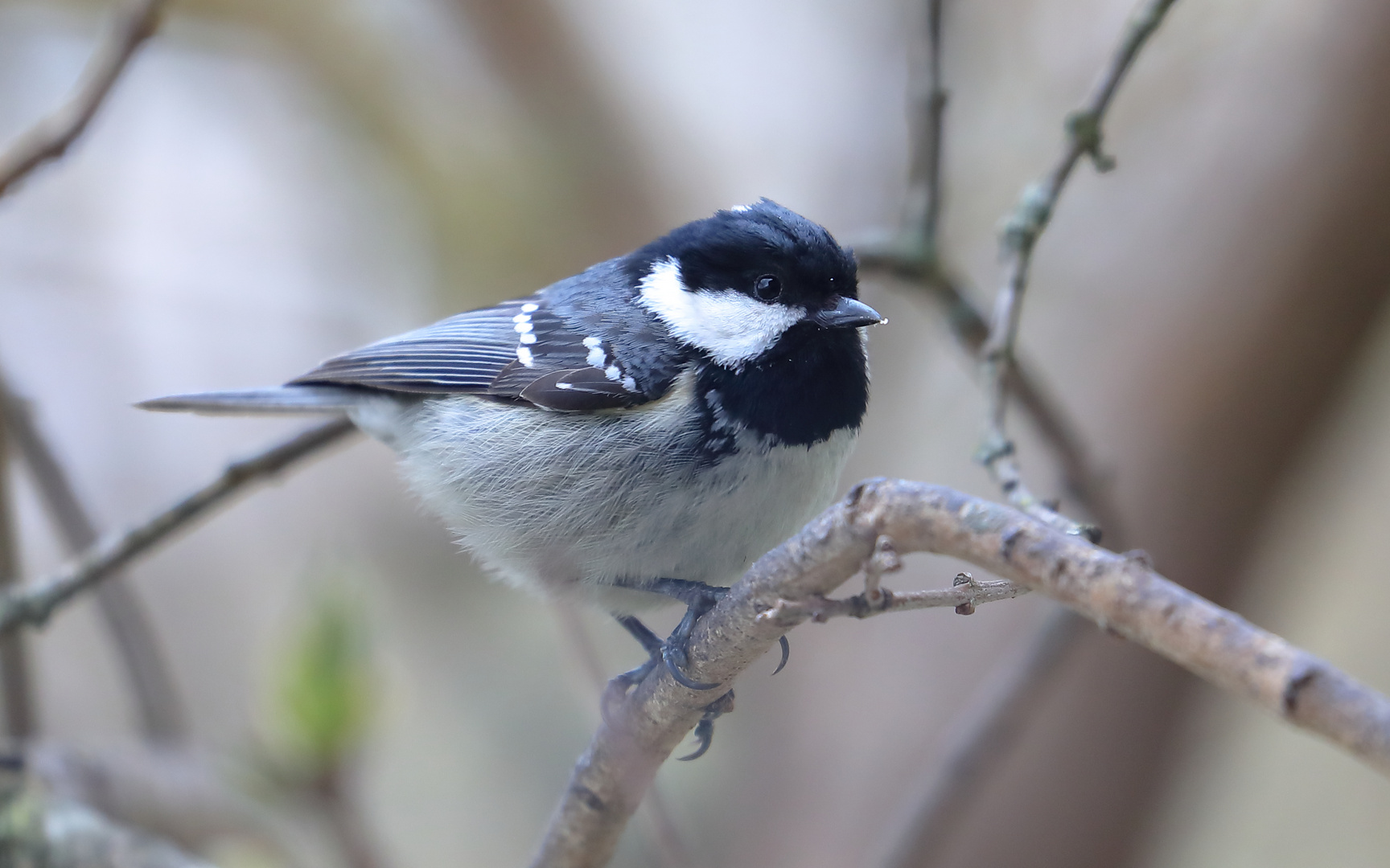 Meise Foto & Bild tiere, wildlife, wild lebende vögel Bilder auf