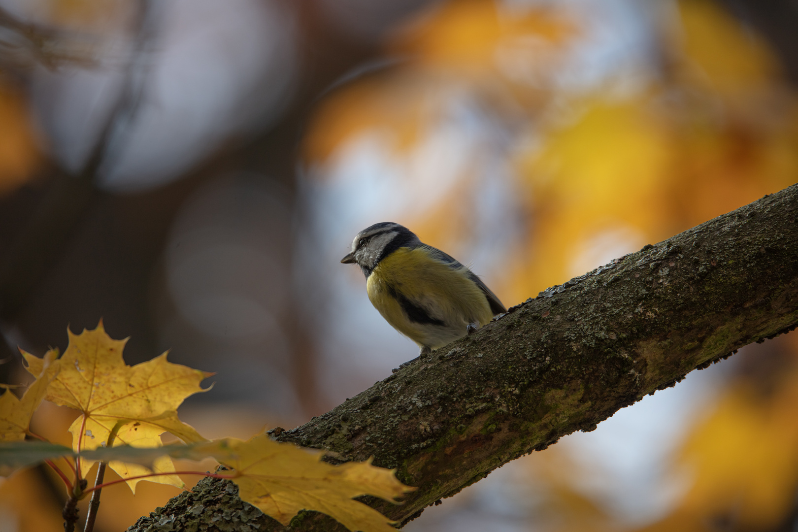 Meise Foto & Bild natur, outdoor, vögel Bilder auf