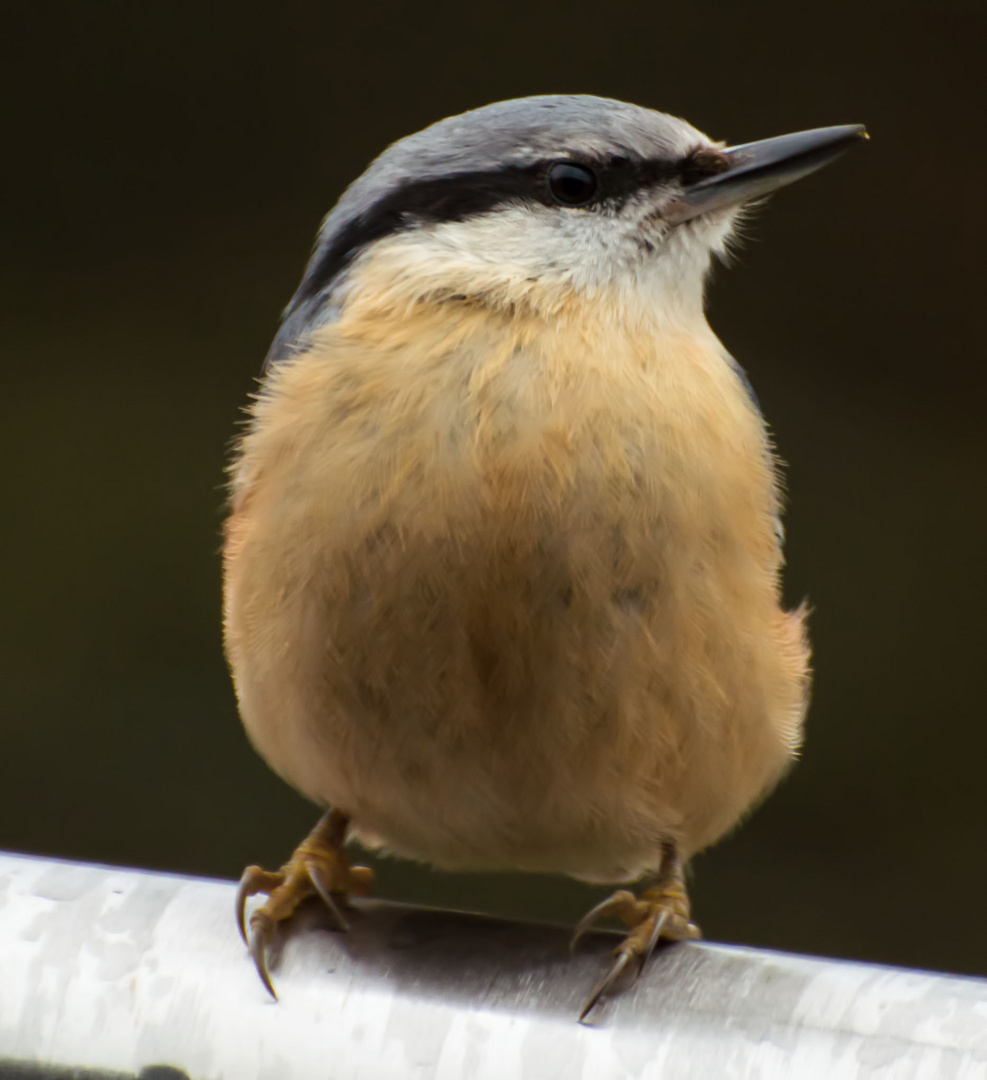 Meise Foto & Bild tiere, zoo, wildpark & falknerei, vögel Bilder auf