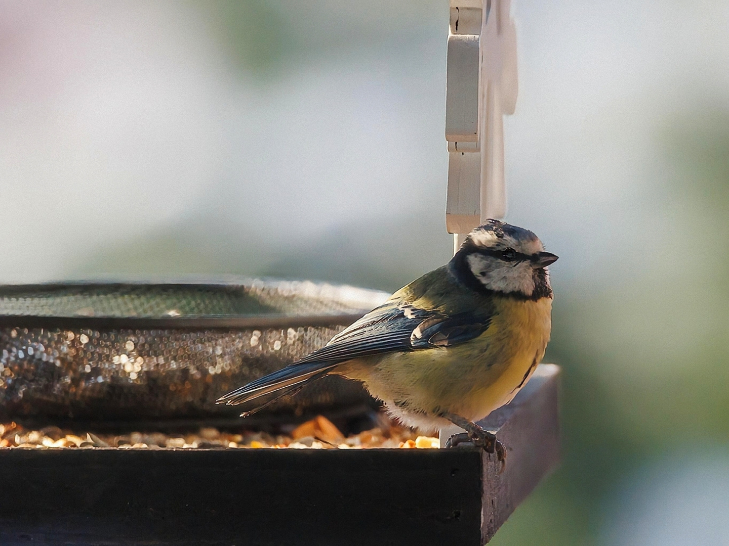 Meise2 Foto & Bild tiere, wildlife, wild lebende vögel Bilder auf