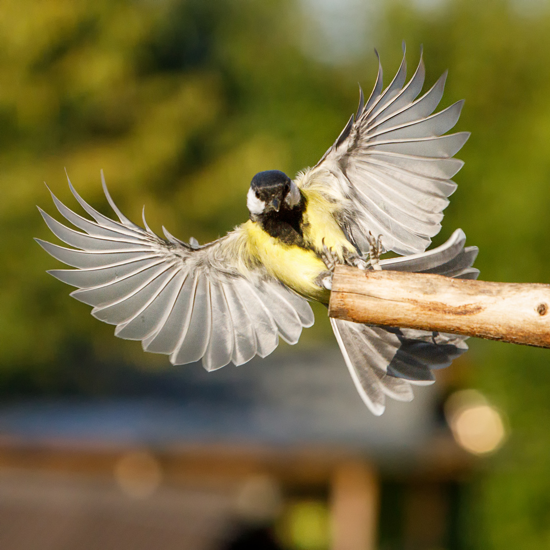 Meise 2 Foto & Bild tiere, wildlife, wild lebende vögel Bilder auf