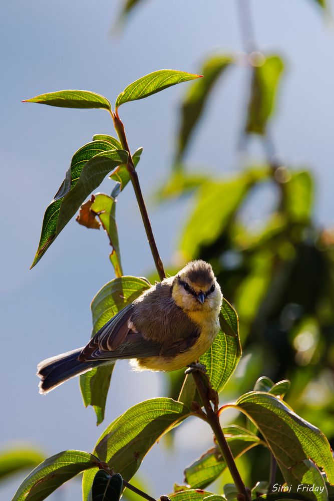 Meise Foto & Bild | tiere, wildlife, wild lebende vögel Bilder auf