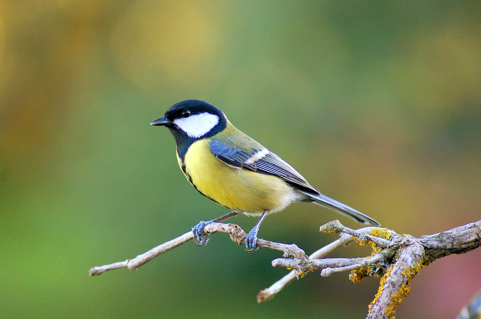 Meise Foto & Bild tiere, wildlife, wild lebende vögel Bilder auf