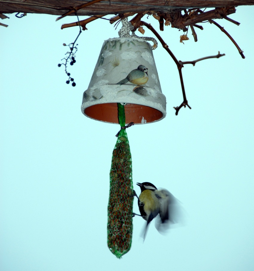 Meise am "Futtertrog", Fotograf mit Frostbeule