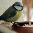 Meise am Küchenfenster - Hunger macht mutig