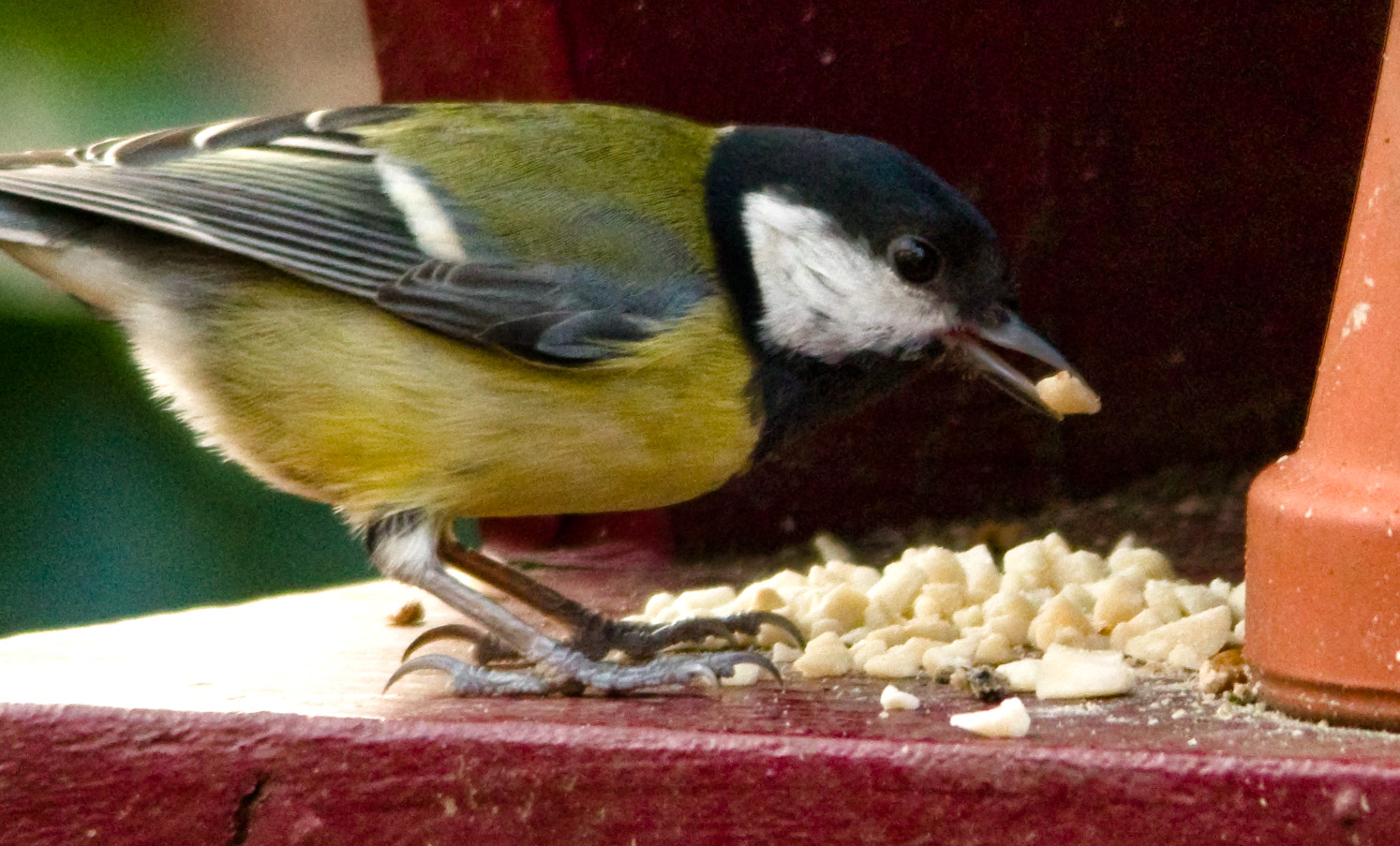 Meise am Vogelhäuschen