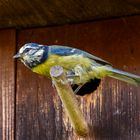 Meise am Vogelhaus im Garten