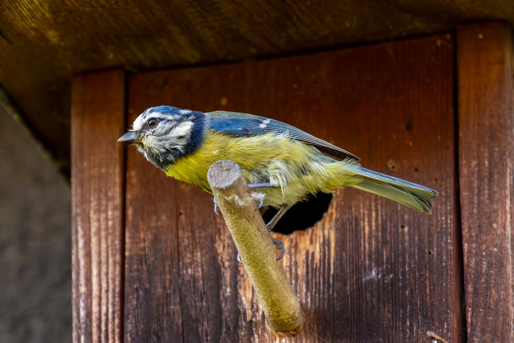 Meise am Vogelhaus im Garten