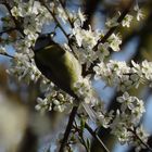 Meise an Blüten