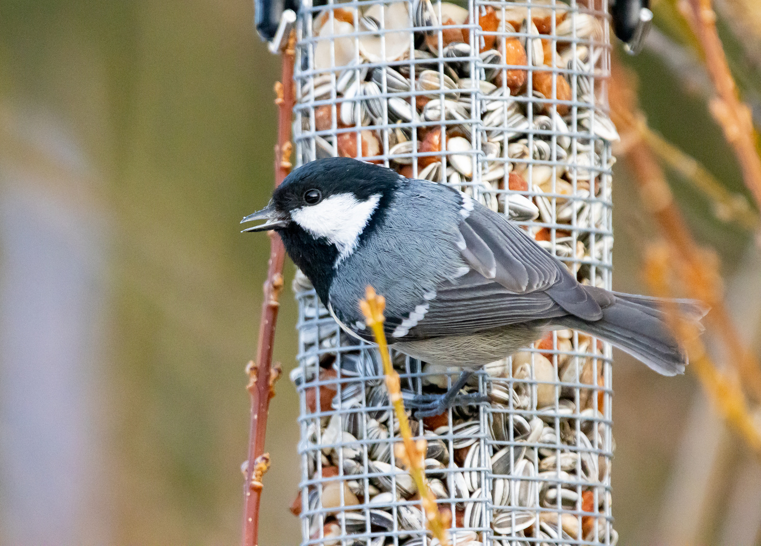 Meise an der Futterstelle am 20.02.2021