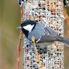 Meise an der Futterstelle am 20.02.2021