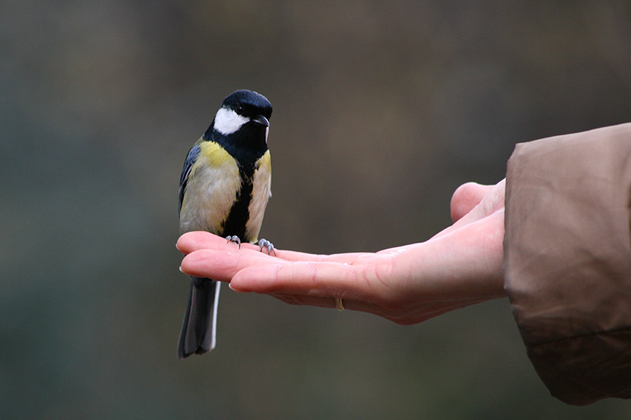 Meise au der Hand