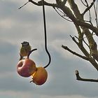 Meise auf Äpfel (tit on apples)