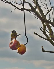 Meise auf Äpfel (tit on apples)