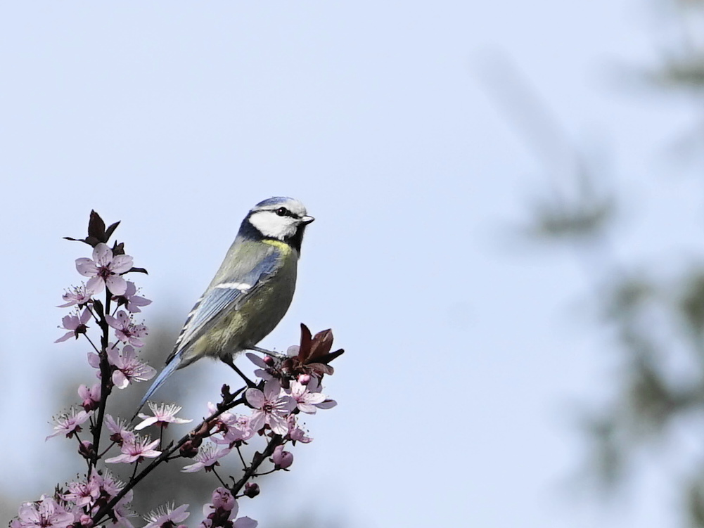 Meise auf Blutpflaume