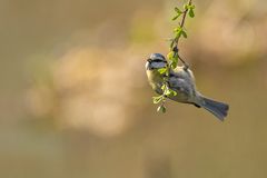 Meise auf Futtersuche