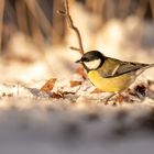 Meise auf Futtersuche