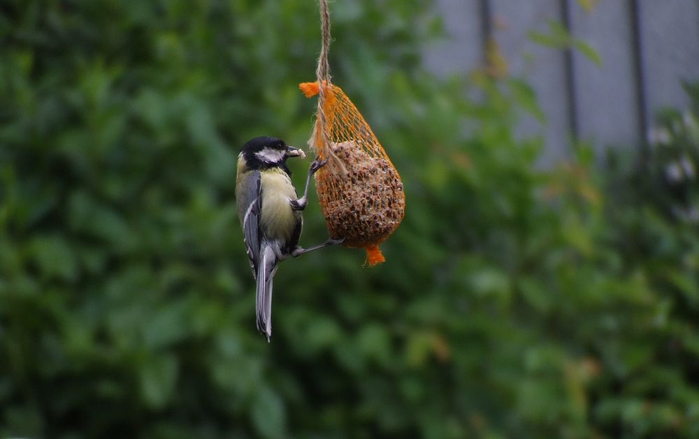 Meise Foto & Bild | tiere, wildlife, wild lebende vögel Bilder auf