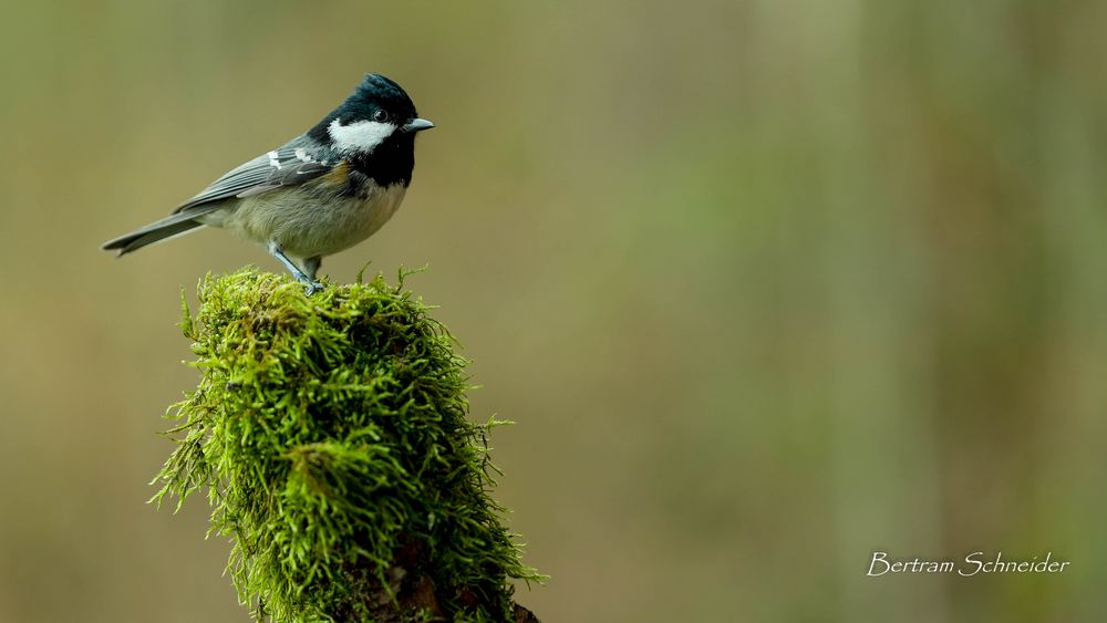 Meise Foto & Bild | tiere, wildlife, wild lebende vögel Bilder auf