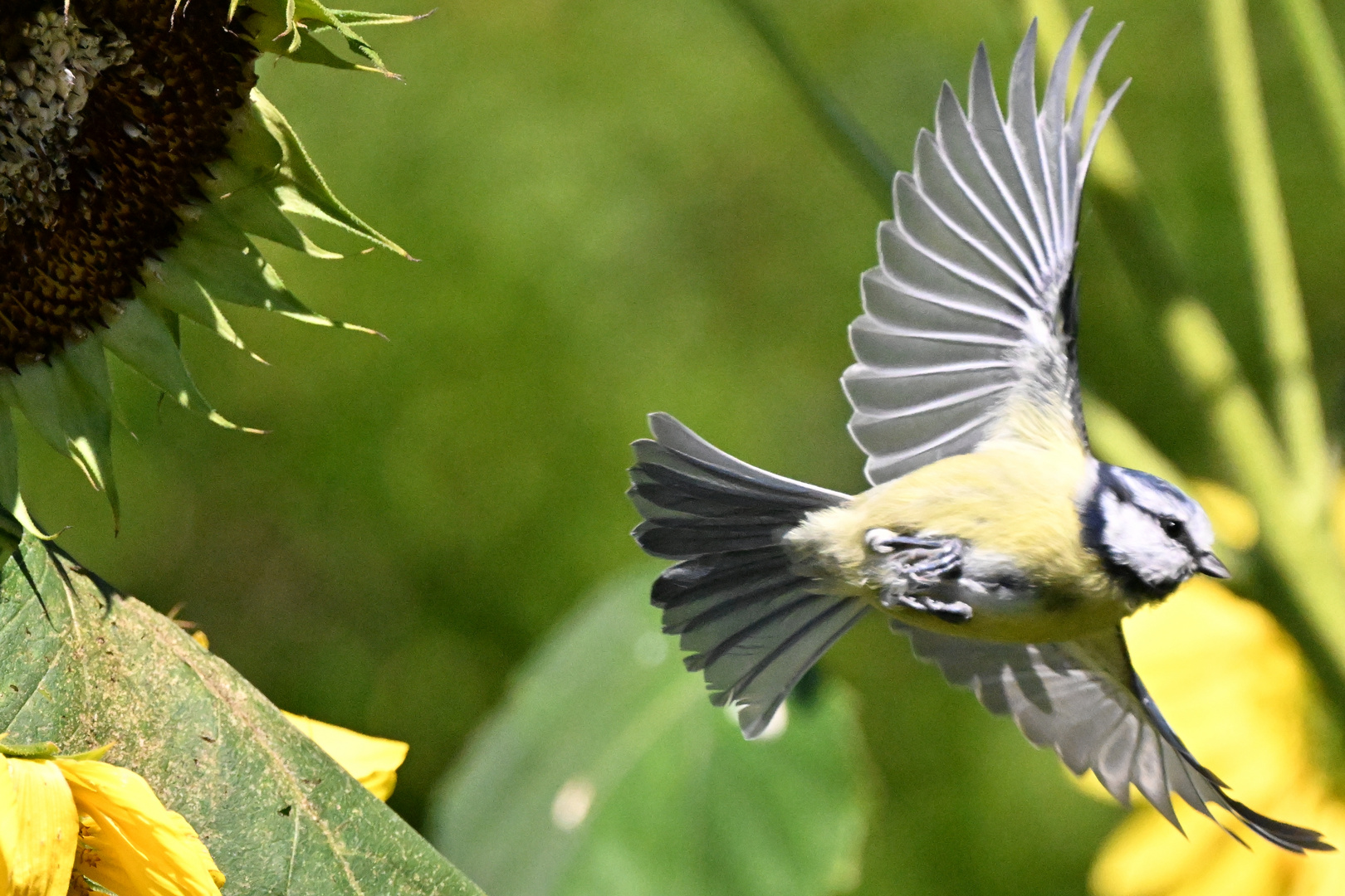 Meise beim Abflug