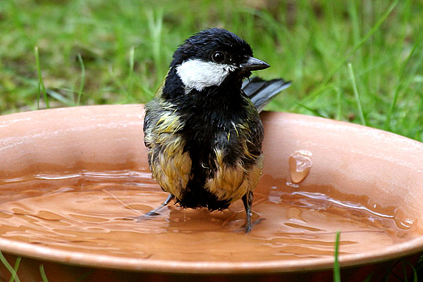 Meise beim Baden