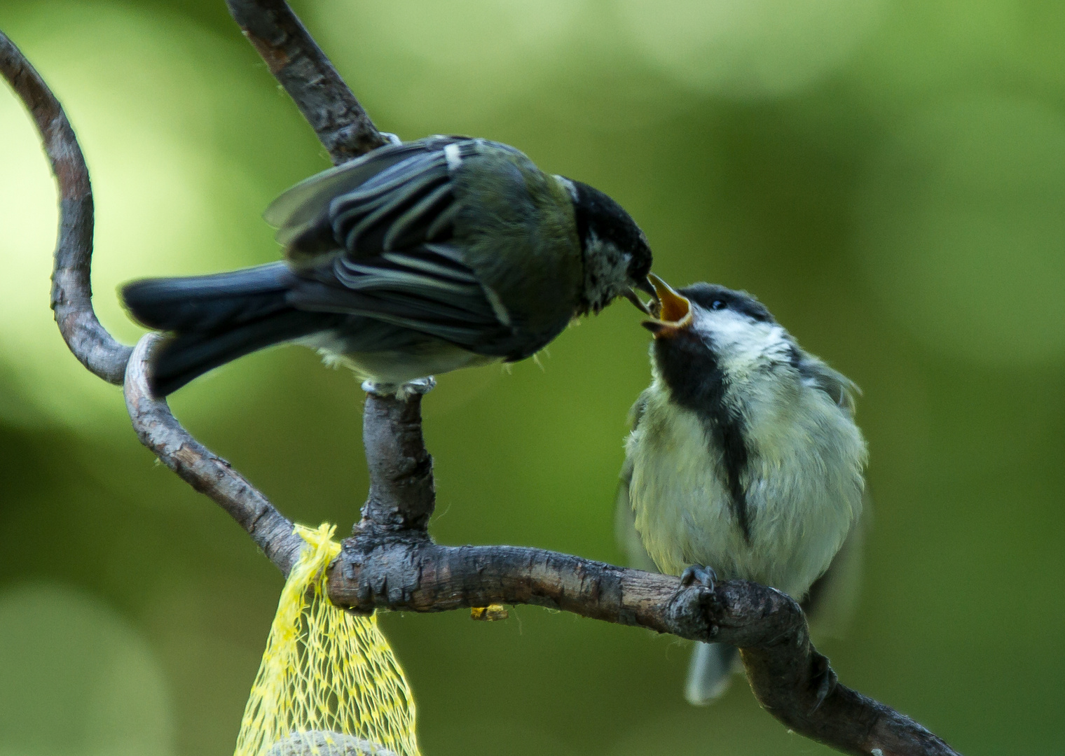 Meise beim Füttern 2 Foto & Bild | tiere, wildlife, natur Bilder auf