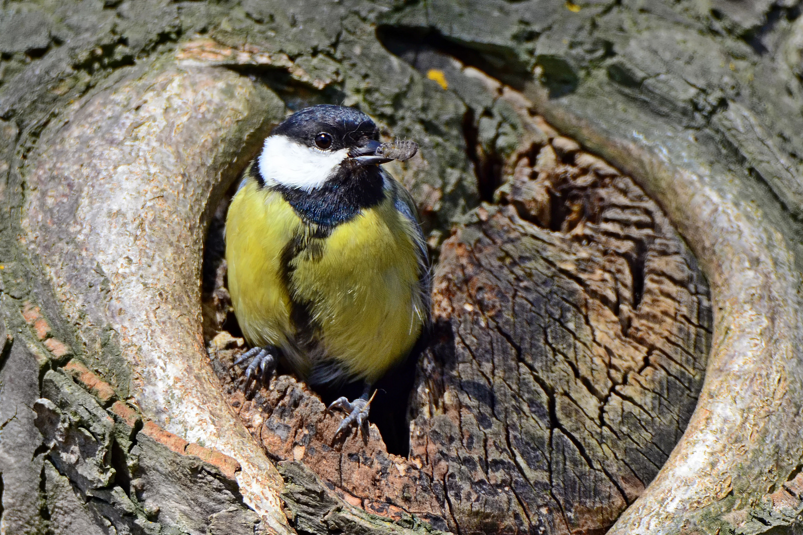 Meise beim Nest säubern. Raus mit dem Ungeziefer.