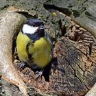 Meise beim Nest säubern. Raus mit dem Ungeziefer.