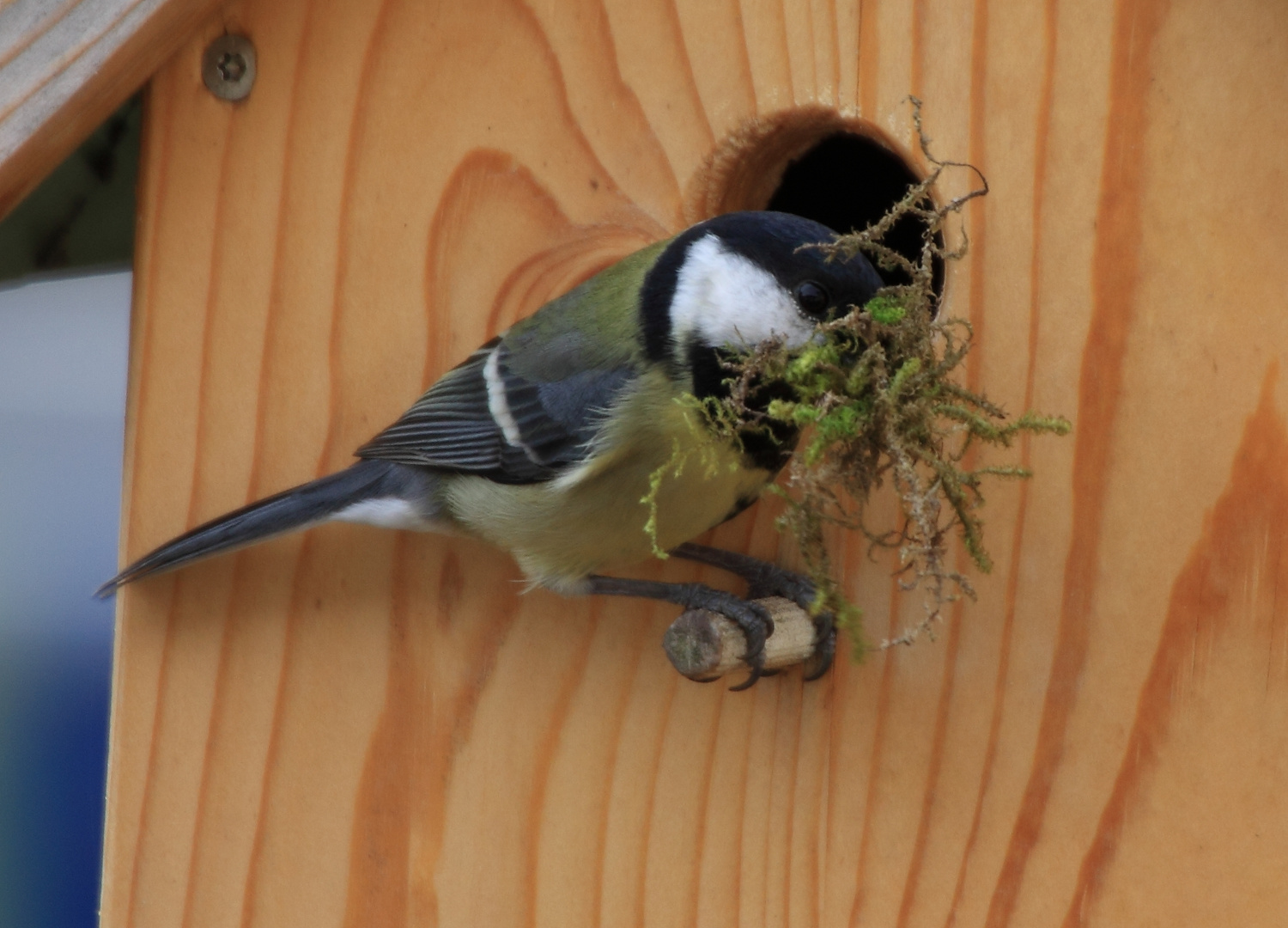 Meise beim Nestbau