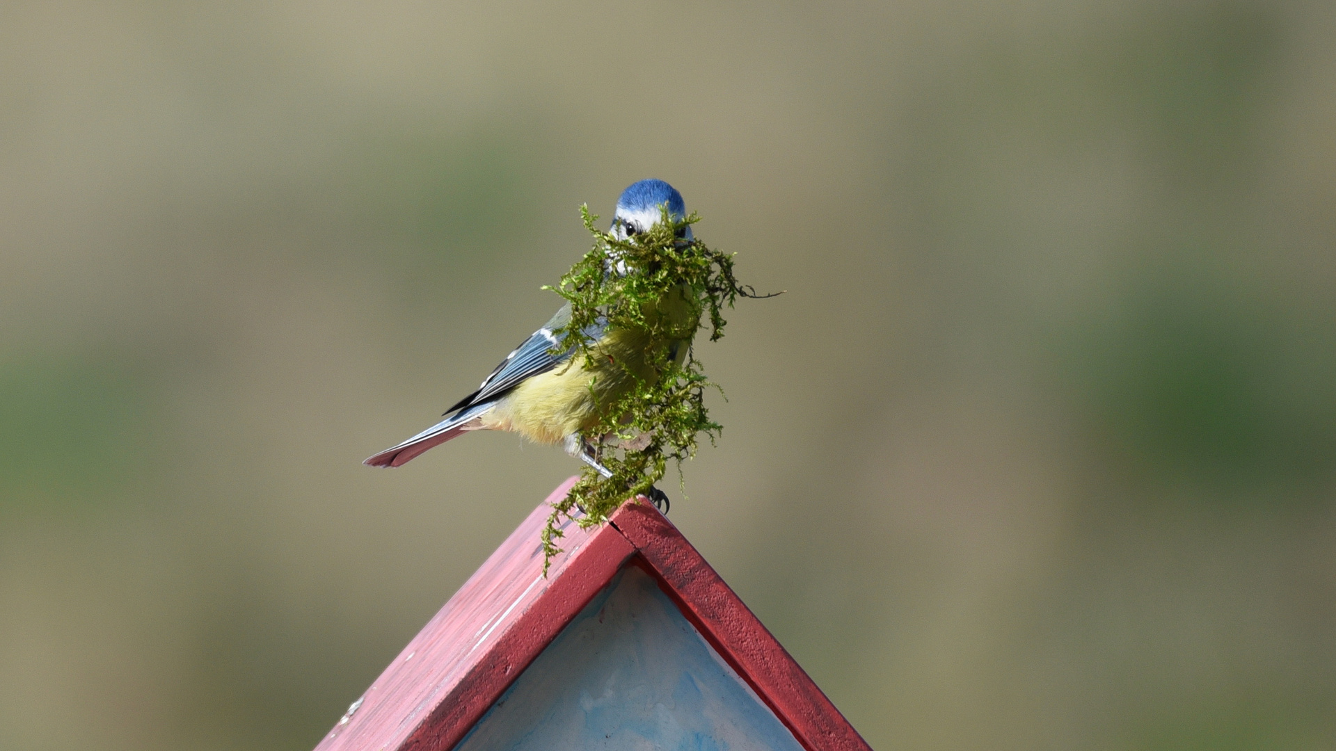 Meise beim Nestbau