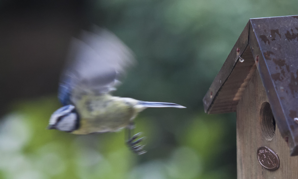 Meise beim Nestbau 4