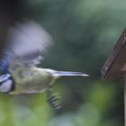 Meise beim Nestbau 4