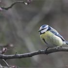 Meise beim Nestbau