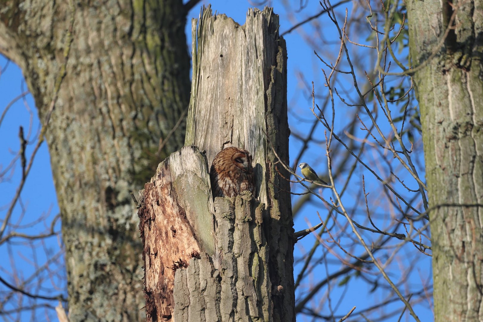 Meise beobachtet schlafenden Waldkauz