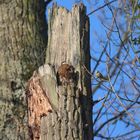 Meise beobachtet schlafenden Waldkauz