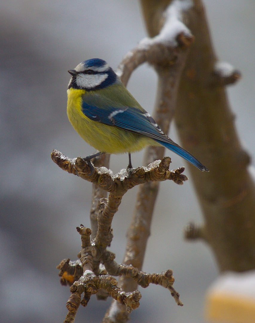 Meise-blau im Winter 1A