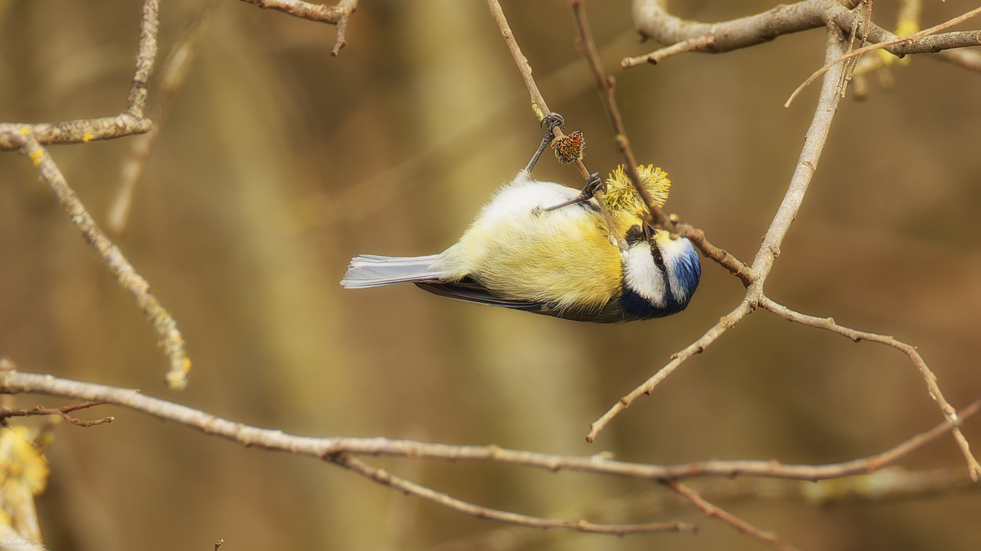 Meise Foto & Bild tiere, wildlife, natur Bilder auf