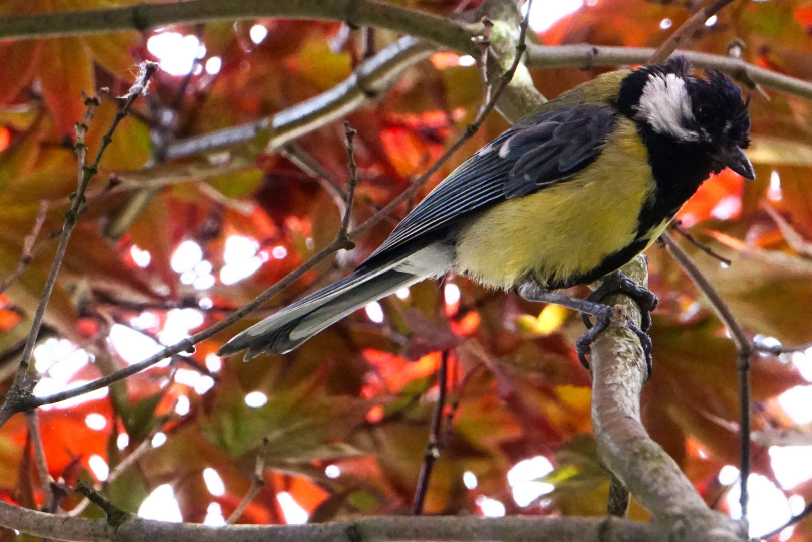 Meise Foto & Bild | tiere, wildlife, wild lebende vögel Bilder auf