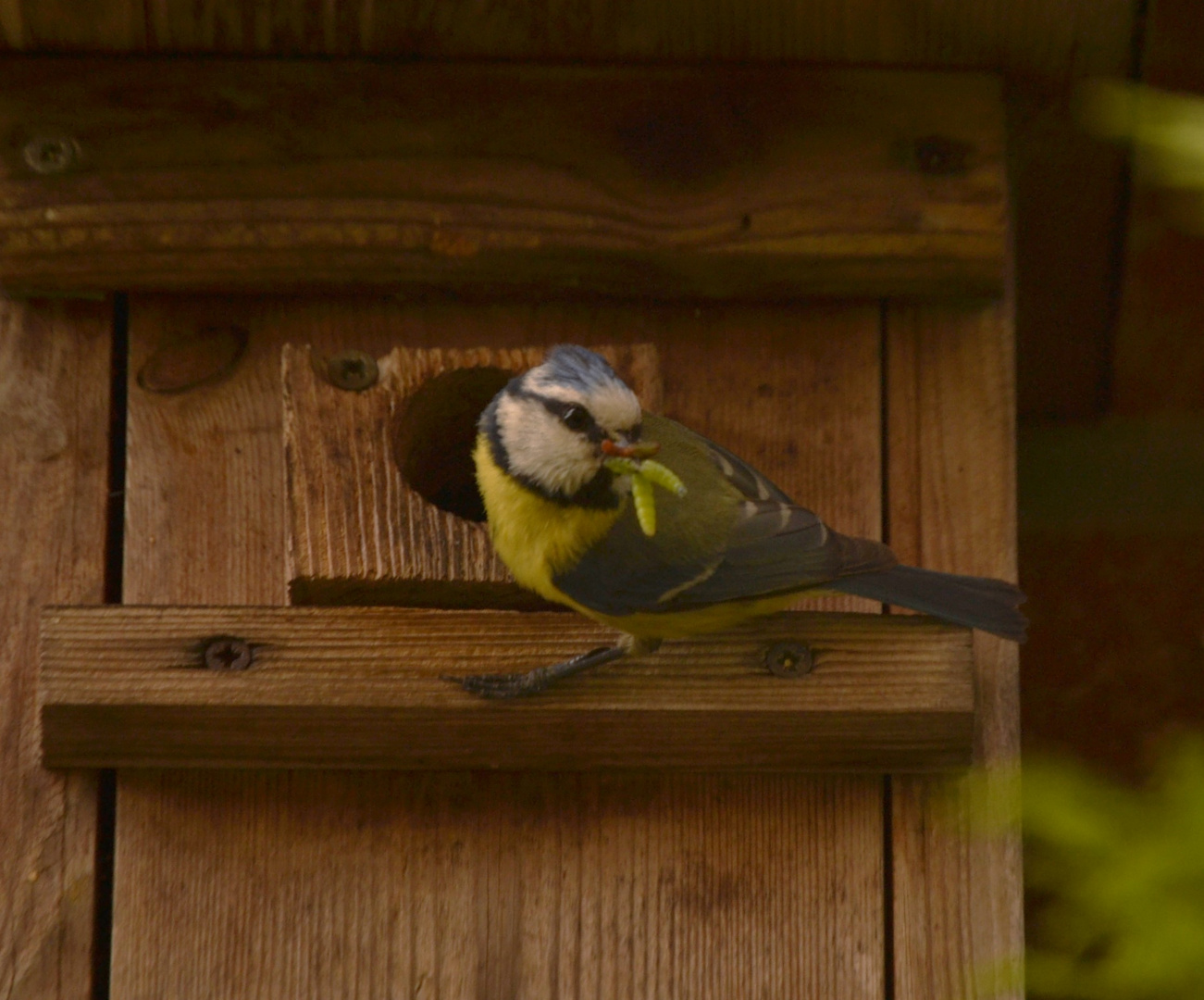 Meise Foto & Bild tiere, jahreszeiten, frühling Bilder auf