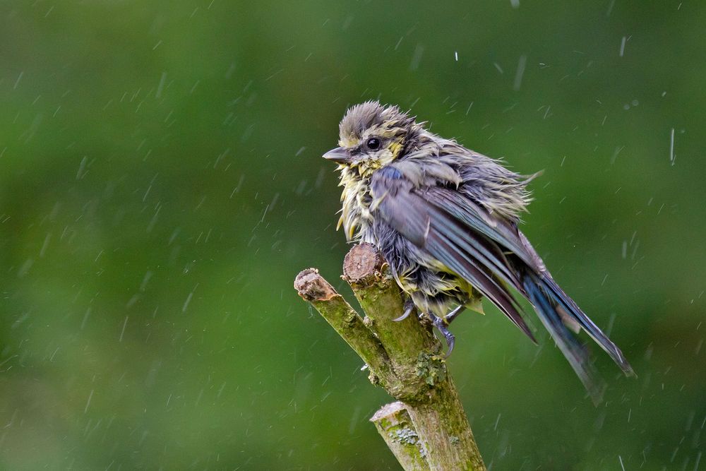 Meise - frisch gebadet