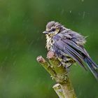 Meise - frisch gebadet