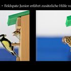 Meise füttert Feldspatz