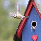 Meise im Abflug nach der Fütterung