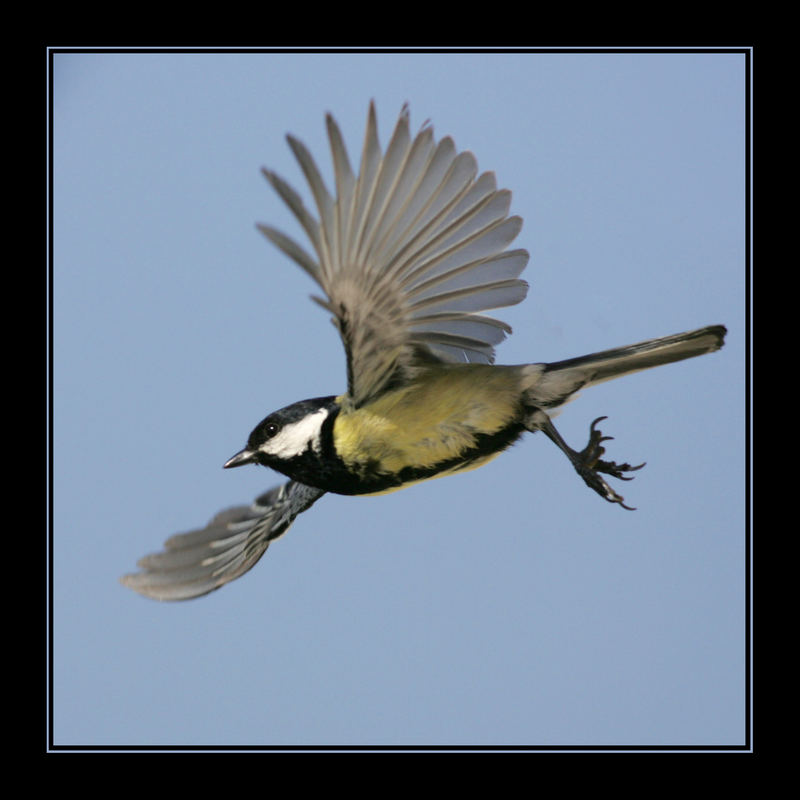 Meise im Abflug vormittags