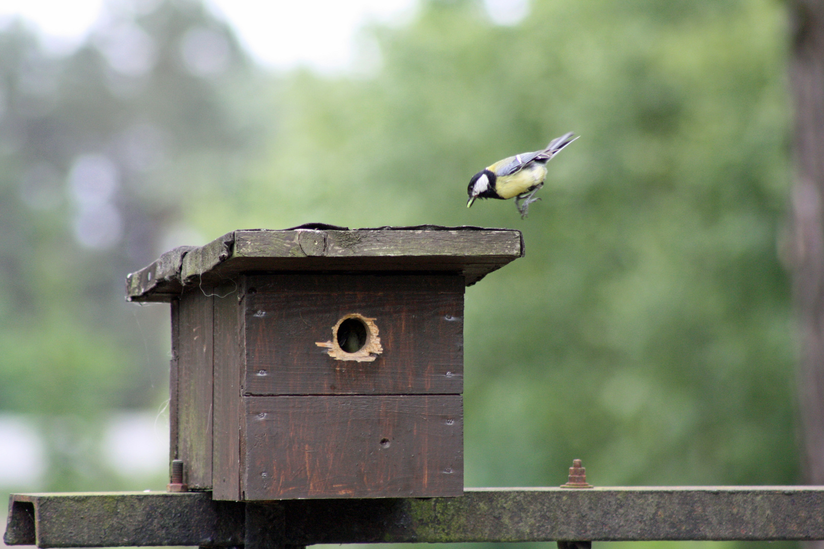 Meise im anflug