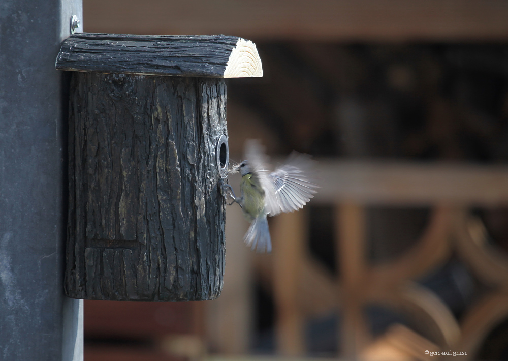 Meise im Anflug