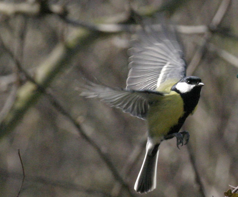 Meise im Anflug