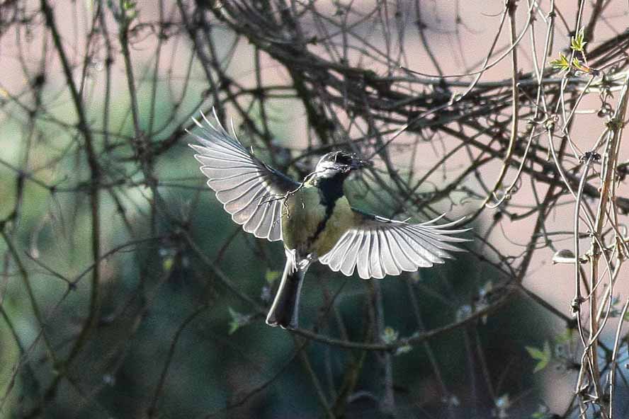 Meise im Anflug