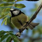 Meise im Baum